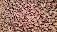 red speckled beans/borlotti - product's photo