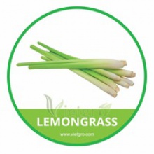 fresh organic lemongrass - product's photo