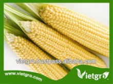  sweet corn seed - product's photo