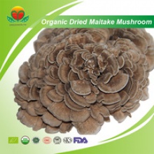 high quality organic dried maitake mushroom - product's photo