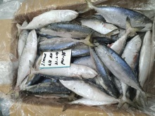 frozen indian mackerel  - product's photo