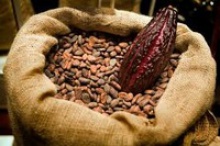 best selling roasted cocoa beans - product's photo