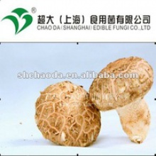 small packing fresh shiitake mushroom - product's photo