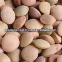 high quality and best selling organic lentils - product's photo