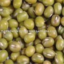 high quality organic green mung beans - product's photo