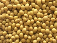 origin non gmo soya beans - product's photo