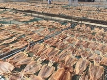frozen dried illex argentina squid - product's photo