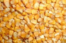 corn cooking oil - product's photo