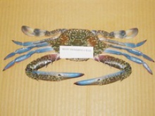 frozen blue swimming crab - product's photo