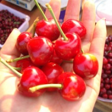 canned cherry fruit  - product's photo