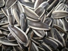  sunflower seeds - product's photo