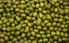 favorable price of green mung beans - product's photo