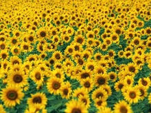 refined grade a sunflower oil - product's photo
