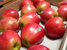 gala apples - product's photo