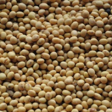 soy beans wholesale for serious buyers - product's photo