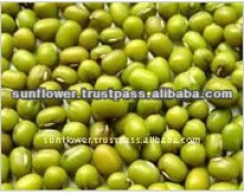 green mung beans - sprouting new crop - product's photo