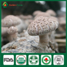 edibal fungus donko flower shiitake mushroom - product's photo