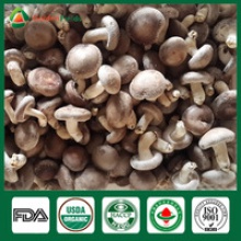 gourmet mushrooms - product's photo