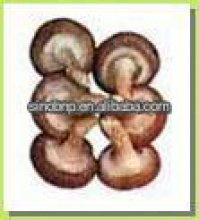	 shiitake mushroom grow bag - product's photo