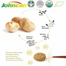 lion's mane mushroom extract powder - product's photo