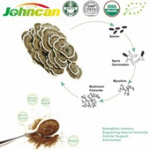 coriolus versicolor extract(polysaccharides) - product's photo