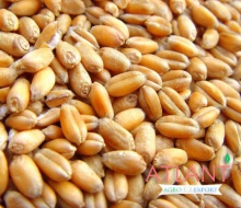 milling wheat (russia origin) - product's photo