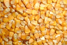 yellow corn (russia origin) - product's photo