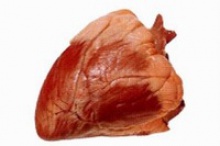 indian buffalo heart offal's - product's photo