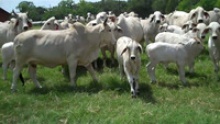 brahman heifers cattle - product's photo