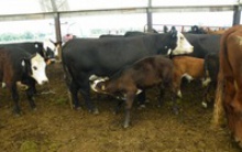 heifer holstein cattle for milk - product's photo