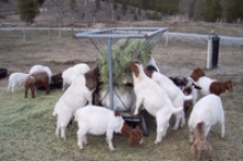 boer goats with full blood - product's photo