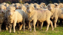 merino sheep - product's photo