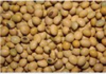 dry - soya-bean gmo & non -gmo - product's photo
