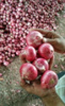 fresh red onion - product's photo