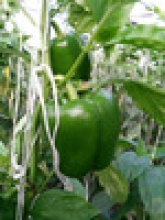 bell pepper - product's photo