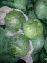 fresh cabbage for sale - product's photo
