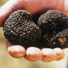 high quality wild black truffle 100%  - product's photo