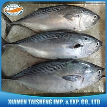sea frozen bonito tuna fish for wholesale - product's photo