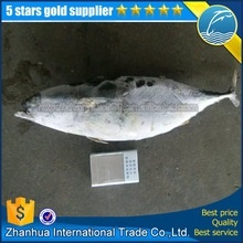 new stock bonito tuna fish high quality for market restaurant freezer ice locker iqf seafood - product's photo
