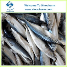 frozen fish mackerel price - product's photo