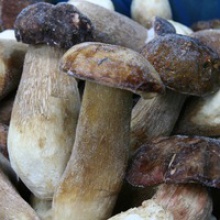  boletus summer mushroom - product's photo
