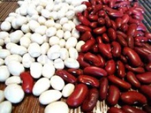 red and white kidney beans of 2016 crop - product's photo