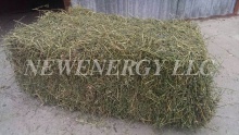 alfalfa hay in bales, single press - product's photo