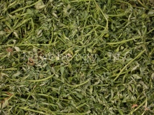 green alfalfa in pellets - product's photo