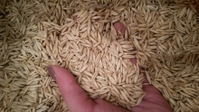 white oats grains for feeding - product's photo