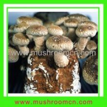 shiitake substrate - product's photo