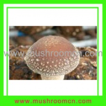 shiitake fungus - product's photo