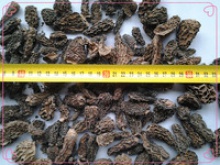 special grade morels - product's photo
