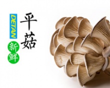 source oyster mushroom - product's photo