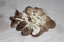 oyster mushroom in china - product's photo